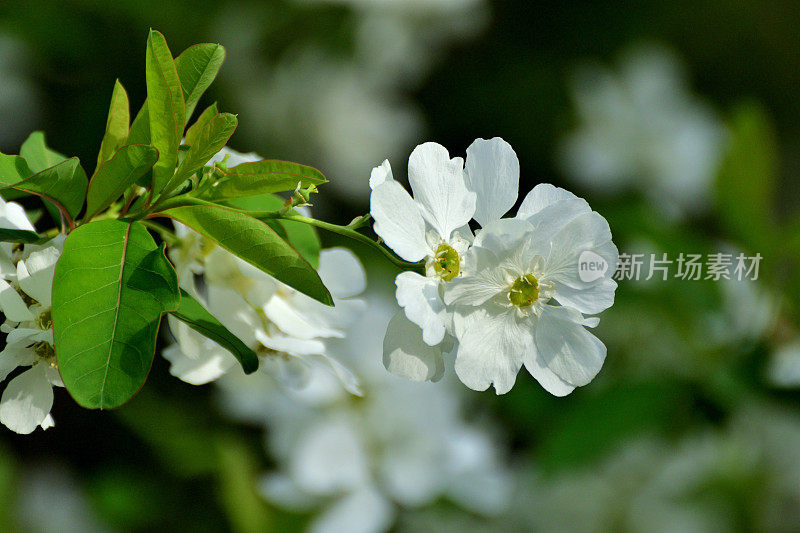 总状外索草/普通珍珠灌木/珍珠灌木:早春耀眼的白花展示